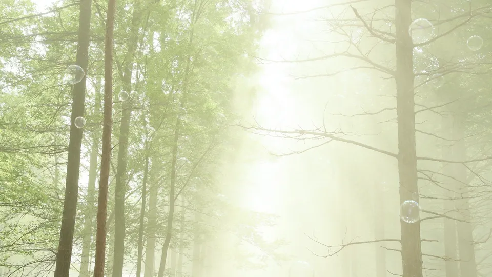 Bulles délicates flottant dans les rais de lumière d'une forêt embrumée